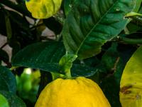 Zitrusfrucht an Baum